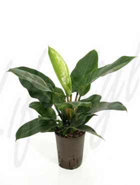 philodendron imperial