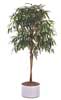 Ficus longifolia Hochstamm Kugel